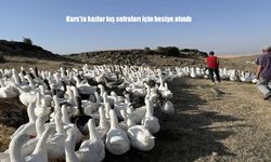 Kars’ta Kış Hazırlıkları Başladı: Kazlar Besiye Alındı