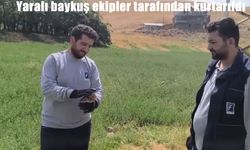 Yüksekova’da yaralı baykuş Doğa Koruma ekiplerine teslim edildi