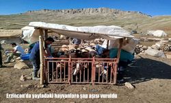 Erzincan yaylalarında hayvanlara şap aşısı uygulaması sürüyor