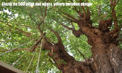 Elazığ Palu’daki 500 yıllık dut ağacı yıllara meydan okuyor