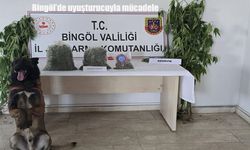 Bingöl’de uyuşturucu operasyonu: 279 kök kenevir ele geçirildi