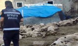 Van’da Kurt Saldırısı: 111 Koyun Telef Oldu