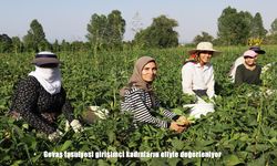 Gevaş fasulyesi, kadın kooperatiflerinin gücüyle değer kazanıyor