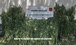 Kars’ta 42 bin 658 kök kenevir ele geçirildi