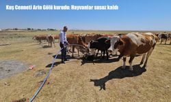 Bitlis’te Arin Gölü kurudu: Hayvanlar susuz kaldı