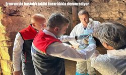 Erzurum’da şap hastalığıyla mücadele kararlılıkla sürüyor