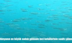 Van Gölü’nde inci kefallerinin sualtı gösterisi