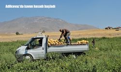 Adilcevaz’da kavun hasadı başladı