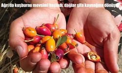 Ağrı’da kuşburnu sezonu başladı