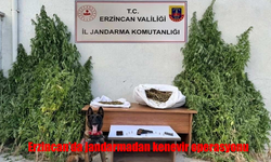 Erzincan’da Jandarmadan Kenevir Operasyonu: 1 Gözaltı