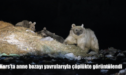 Kars Sarıkamış’ta Anne Bozayı Yavrularıyla Çöplüğe İndi