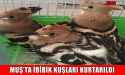 Muş'ta yaralı bulunan 4 yavru ibibik kuşu kurtarıldı
