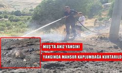 Muş'ta anız yangını: Alevler arasında kalan kaplumbağa kurtarıldı