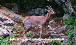 Erzincan’da Munzur Dağlarının Simgesi Yaban Keçileri Görüntülendi
