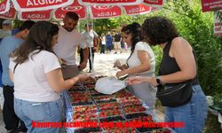 Erzincan’da Yazın Vazgeçilmezi: Organik Çilek ve Böğürtlen