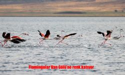 Van Gölü, Flamingolarla Şenlendi