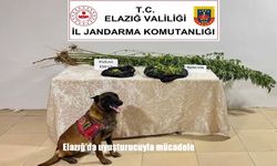 Elazığ’da Jandarma Uyuşturucu Operasyonu: Kenevir ve Esrar Ele Geçirildi