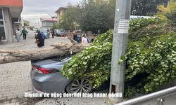 Diyadin’de Rüzgarın Etkisiyle Ağaç Devrildi: Park Halindeki Araç Hasar Gördü
