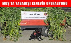 Muş’ta jandarma ekipleri uyuşturucuya geçit vermedi