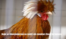 Doğu ve Güneydoğu’nun En Renkli Süs Tavukları Elazığ’da Görücüye Çıktı