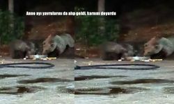 Bingöl’de Anne Ayı Yavrularıyla Şantiyeye Geldi: O Anlar Kamerada