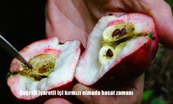 Ardahan Posof’ta Coğrafi İşaretli İçi Kırmızı Elmada Hasat Başladı