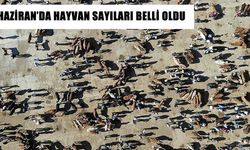 Türkiye geneli 17,2 milyon büyükbaş, 58,2 milyon küçük baş hayvan var!