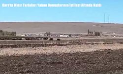 Kars’ta Mısır Tarlaları Yaban Domuzlarının İstilası Altında Kaldı
