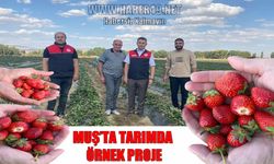 Muş’ta tarımda örnek proje: 10 dekarlık çilek bahçesi