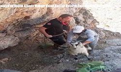 Malatya’da Dağlık Alanda Mahsur Kalan Keçiler Başarılı Operasyonla Kurtarıldı