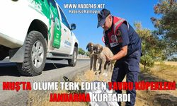 Muş’ta çuvala konulup ölüme terk edilen yavru köpekleri jandarma kurtardı