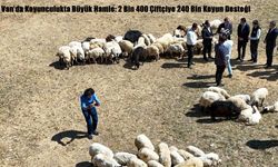 Van’da Koyunculukta Büyük Hamle: 2 Bin 400 Çiftçiye 240 Bin Koyun Desteği