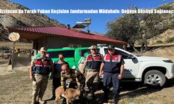 Erzincan’da Yaralı Yaban Keçisine Jandarmadan Müdahale: Doğaya Dönüşü Sağlanacak