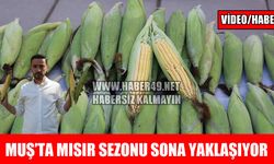 Muş’ta hasadın son günleri: Mısırlar tezgahlarda alıcı bekliyor