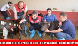 Muş’ta 1300 gebe büyükbaş hayvan dağıtımı başladı: Masrafları bakanlık karşılıyor