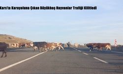 Kars’ta Karayoluna Çıkan Büyükbaş Hayvanlar Trafiği Kilitledi