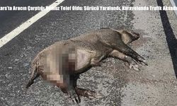 Kars’ta Aracın Çarptığı Domuz Telef Oldu: Sürücü Yaralandı, Karayolunda Trafik Aksadı
