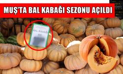 Muş’ta bal kabağı satışı başladı