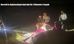 Derecik’te Rahatsızlanan İnek Halı İle 1 Kilometre Taşındı