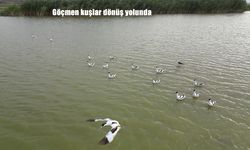 Bitlis İron Sazlığı’nda Göçmen Kuşlar Dönüş Yolunda