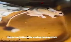 Elazığ'da Nesli Tükenmekte Olan Arap Tavşanı Görüntülendi