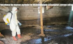 Yüksekova’da Hayvan Aşılama ve Dezenfeksiyon Çalışmaları Aralıksız Sürüyor
