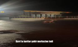 Kars’ta Kurtlar Şehir Merkezine İndi: Vatandaşlar Şaşkınlık İçinde İzledi