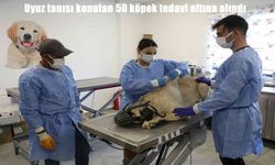 Diyarbakır’da Sokakta Yaşayan 50 Köpeğe Uyuz Tedavisi Başlatıldı