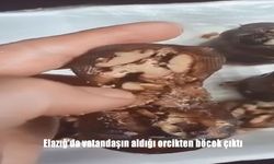 Elazığ’da Orcik Skandalı: Vatandaş Aldığı Tatlının İçinden Böcek Çıktı!