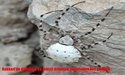 Hakkari'de dünyanın en zehirli örümcek türlerinden biri görüldü