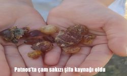 Patnos'ta Çam Sakızı: Geleneksel Şifanın Modern İlgi Odağı
