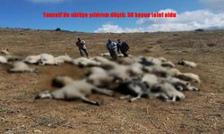 Yaylada Facia: 58 Koyun Telef Oldu