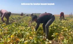 Fasulye Hasadı Başladı