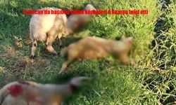 Sokak Köpekleri Mahallede Korku Saçıyor: 6 Kuzu Telef Oldu